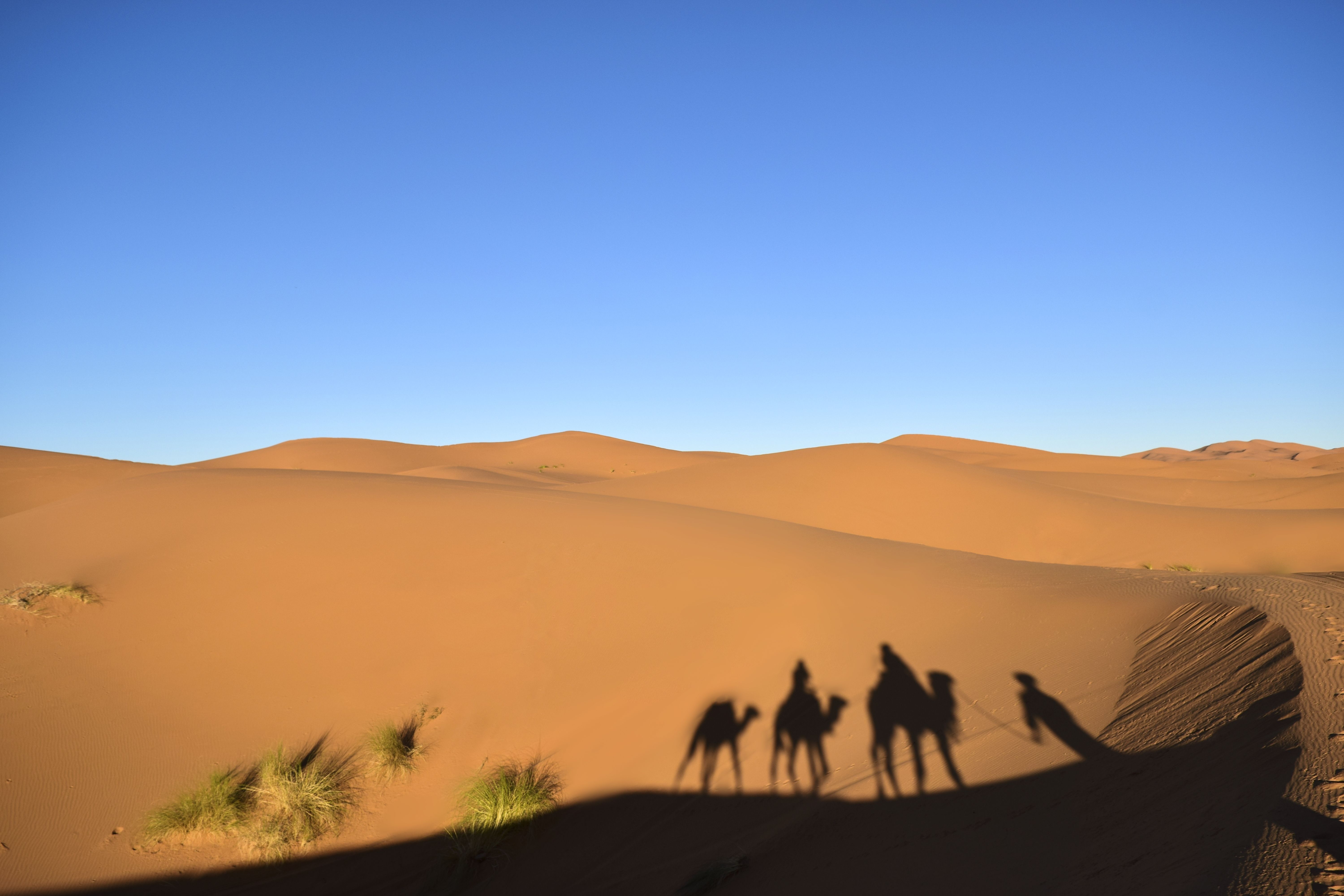 تجربة المخيم الصحراوي